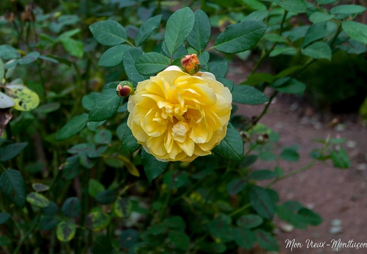 Rose jaune