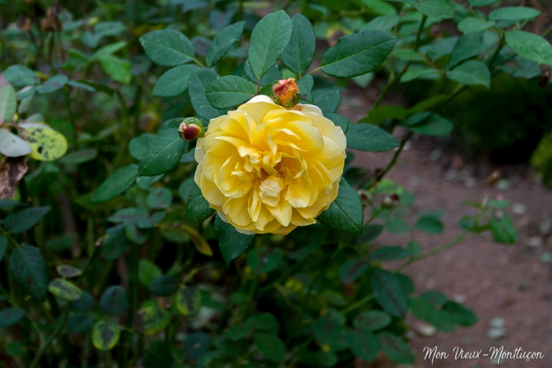 Jardin Wilson, roseraie Delbar : une des dernières roses de la saison 0043_jardin-wilson_rose-jaune.jpg