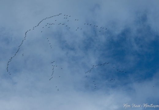 Grues cendrées