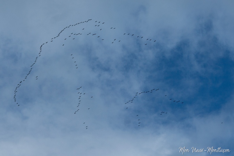 Passage des grues cendrées 0045_grues.jpg