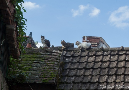 Chats des toits