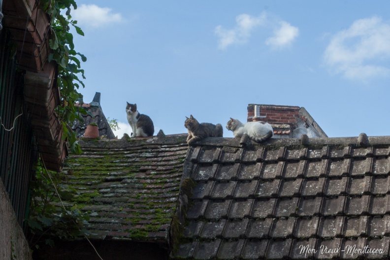 0051_chats_place-fontaine.jpg