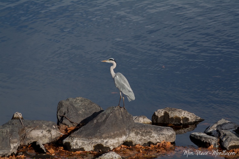 Presque dans le Vieux Montluçon : héron cendré vu du pont Saint-Jacques 0055_heron.jpg