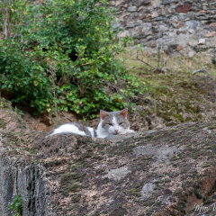 Messire Chat