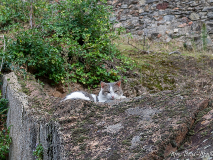 Messire Chat