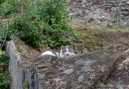 Messire Chat