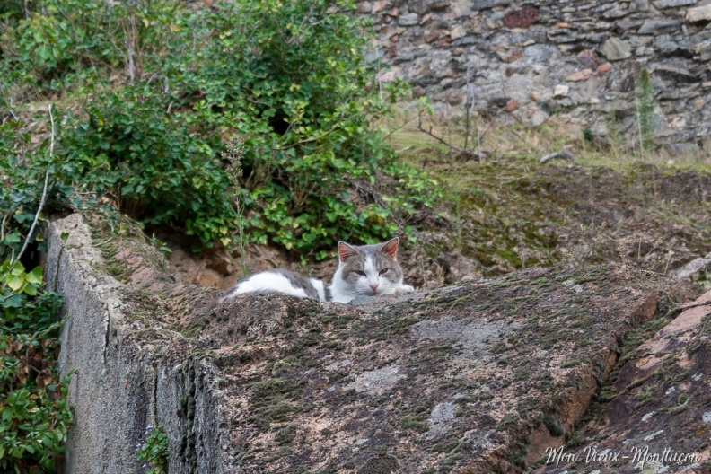 0061_chats_remparts-vieux-chateau_zoom.jpg
