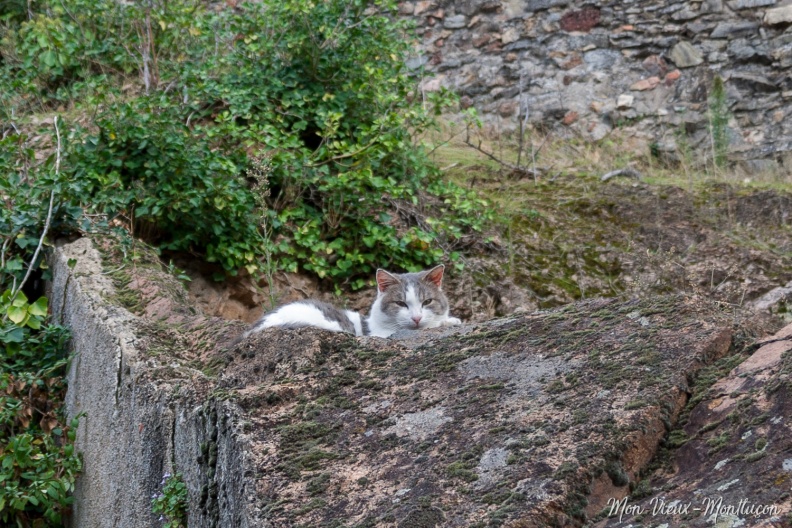 Le gardien des remparts du Vieux Château 0061_chats_remparts-vieux-chateau_zoom.jpg