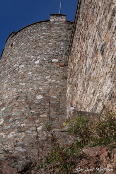 La relève de Messire Chat est assurée, les remparts du Vieux Château sont bien gardés 0061_chats-2_remparts-vieux-chateau.jpg