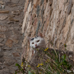 La jeune garde