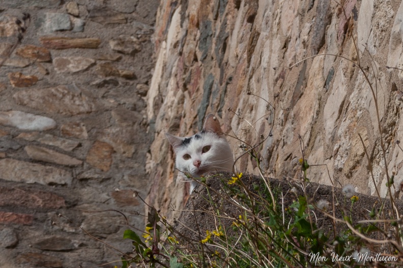La relève de Messire Chat est assurée, les remparts du Vieux Château sont bien gardés 0061_chats-2_remparts-vieux-chateau_zoom.jpg
