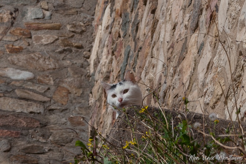 0061_chats-2_remparts-vieux-chateau_zoom.jpg