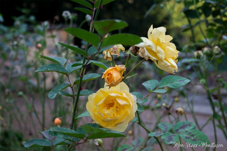 Jardin Wilson, roseraie Delbar : l'hiver ne passera pas ! 0076_jardin-wilson_rose-jaune_24-11-20.jpg