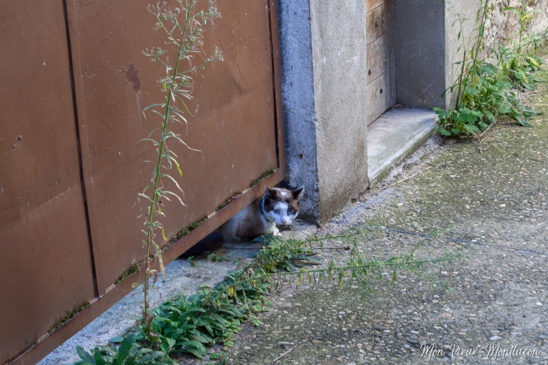 Courageux mais pas téméraire 0083_chats_place-poterie.jpg
