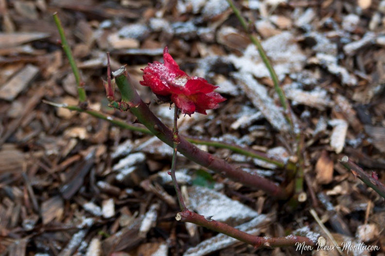 Jardin Wilson : précoce ou immortelle ? 0088_fleur-neige.jpg