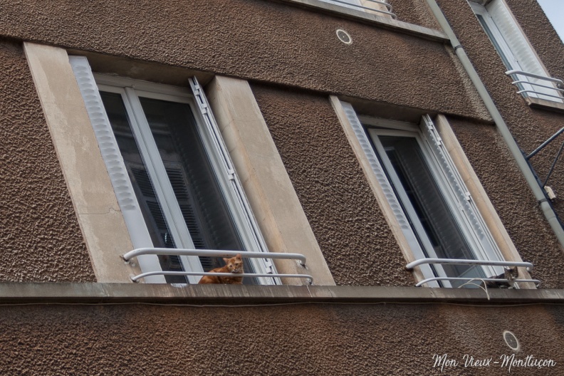 Les concierges de la rue Saint-Nicolas 0092_chats_rue-saint-nicolas.jpg