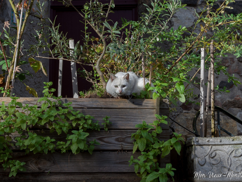 Le chat [em]poté