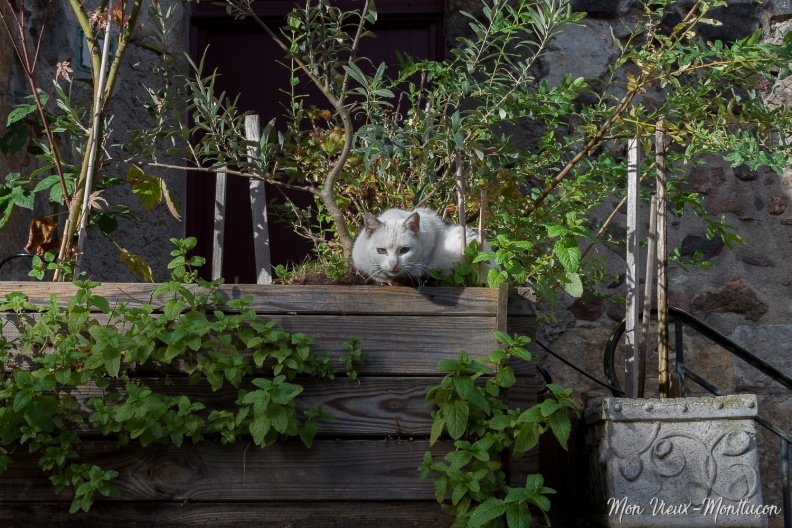 Rue du Doyenné : plant'chat 0099_chats_rue-doyenne.jpg