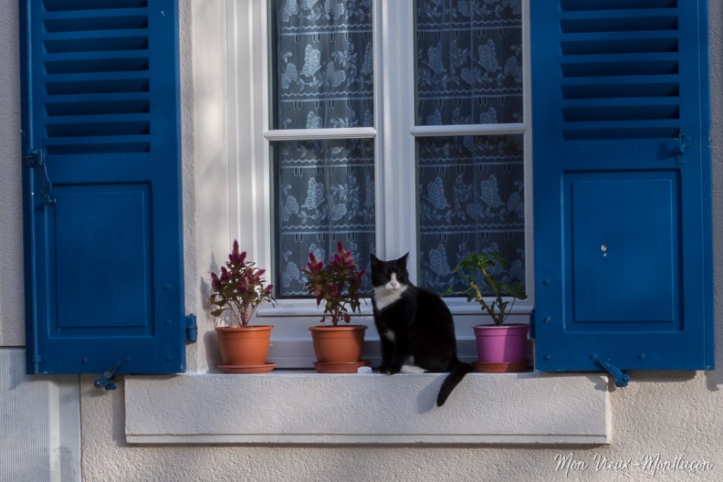 Place Notre-Dame 0119_chats_place-notre-dame.jpg