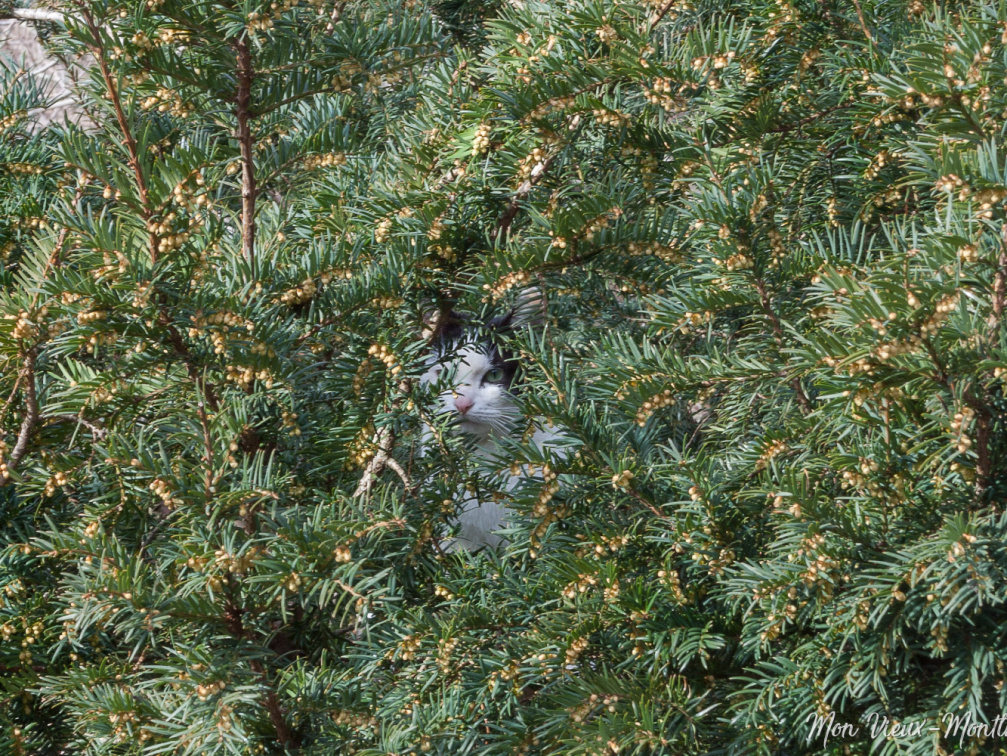 Arbre à chat