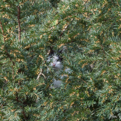 Arbre à chat