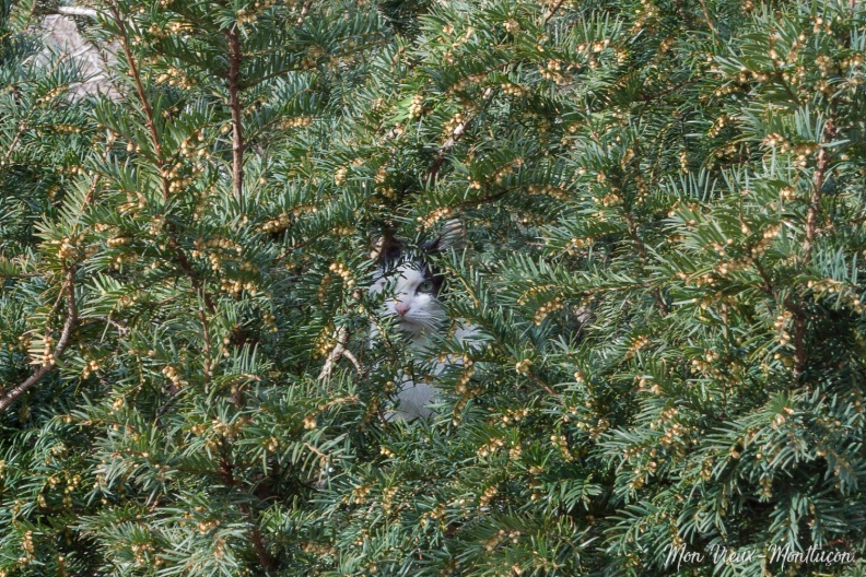 Jardin Wilson : arbre à chat 0137_chats_jardin-wilson-arbre.jpg
