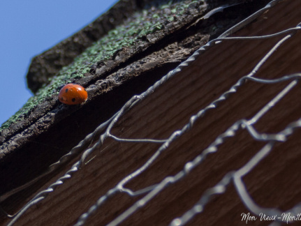 Coccinelle