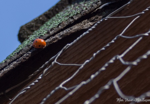 Coccinelle