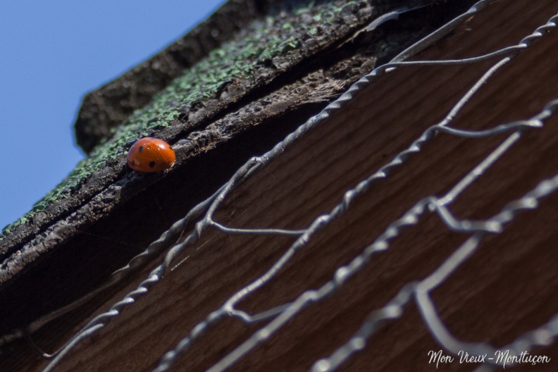 Jardin Wilson : certains résidents de l'hôtel à insectes se réveillent doucement et profitent du soleil 0138_coccinelle_jardin-wilson.jpg
