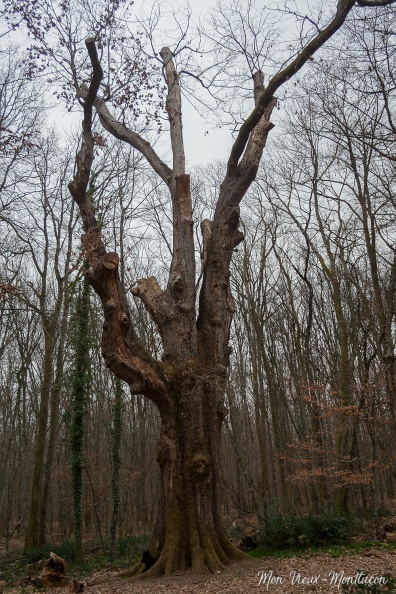 Forêt de Tronçais : chêne remarquable La Sentinelle (1580) troncais_sentinelle.jpg