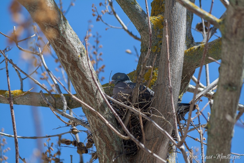 0162_pigeon_nid-mairie.jpg