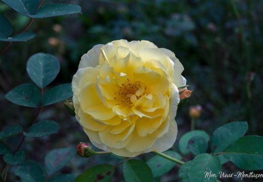 Rose jaune