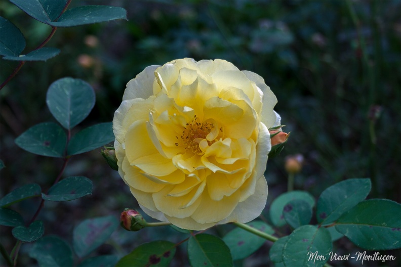 Jardin Wilson : rose jaune pour Germaine 0165_jardin-wilson_rose-jaune_06-11-20.jpg
