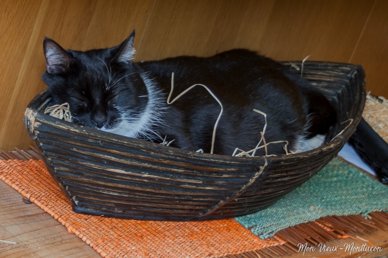 Quand on confond matelot et matelas... Madame Médor en plein effort ! 0170_chats_medor-bateau.jpg