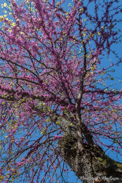 Jardin Wilson : les couleurs reviennent 0175_jardin-wilson_arbre-rose.jpg