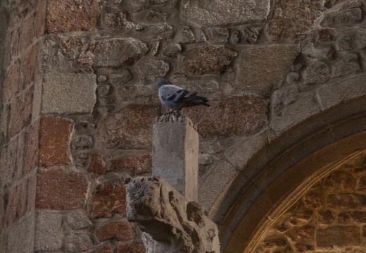 Pigeon sur croix