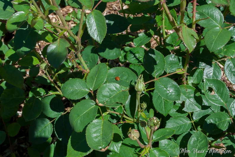 Jardin Wilson, roseraie Delbar : les coccinelles veillent sur les bourgeons 0181_jardin-wilson_bourgeons-coccinelle.jpg