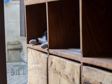 Boîte à chat