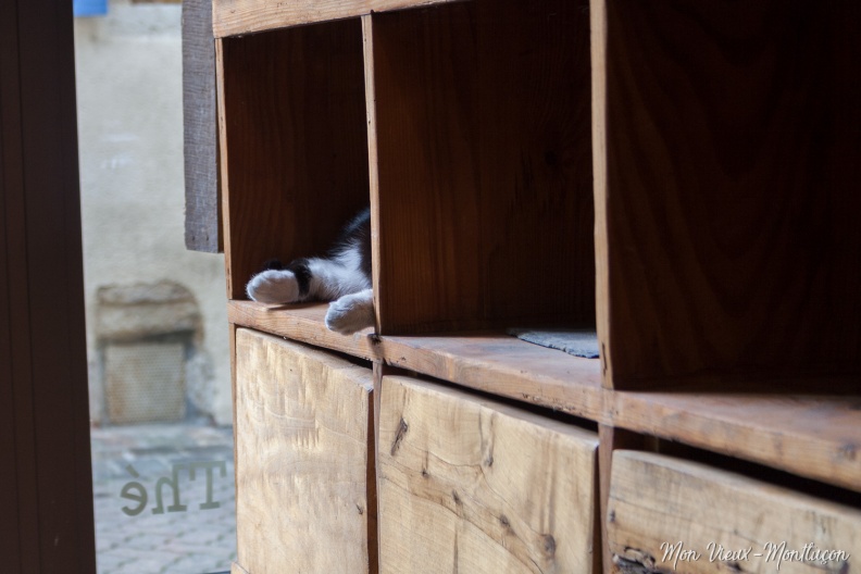 Médor dort 0188_chats_samarcande_boite.jpg
