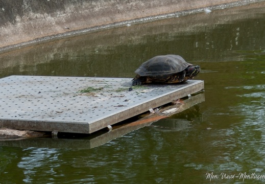 Tortue