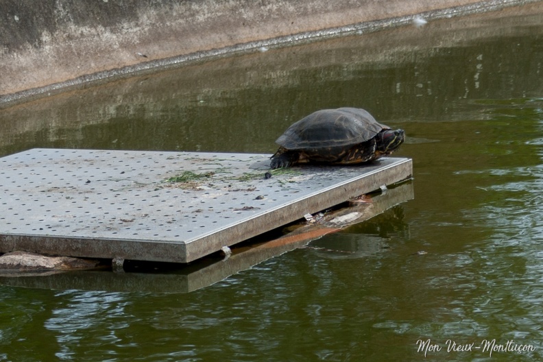 Parc Saint-Jean : la tortue en mode contemplation saint-jean_parc_tortue.jpg