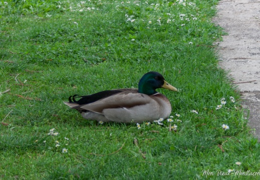 Canard