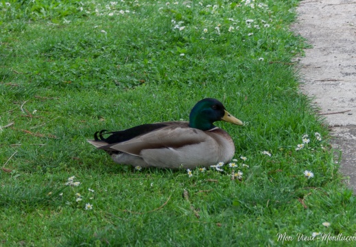 Canard