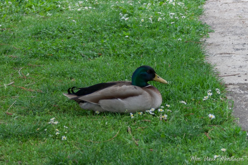Parc Saint-Jean : les canards, en nombre, animent le plan d'eau et les pelouses saint-jean_parc_canard.jpg