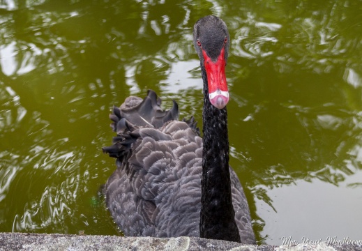 Cygne noir