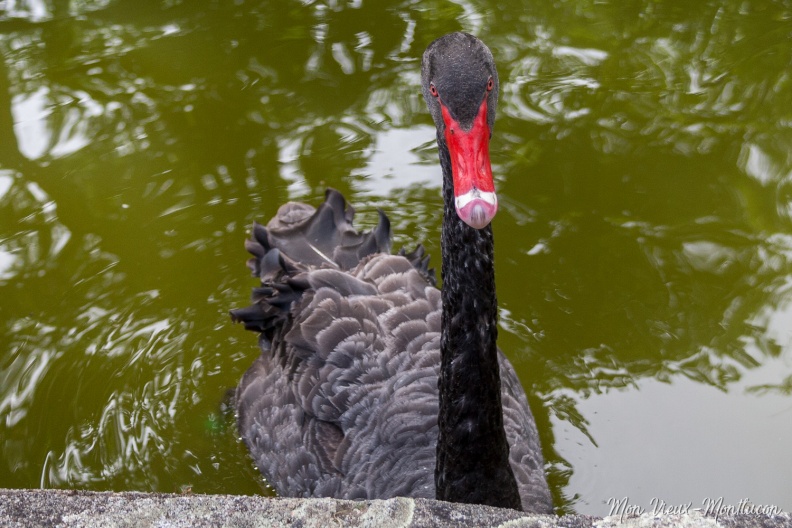 Parc Saint-Jean : cygne noir au bec rouge saint-jean_parc_cygne-rouge.jpg