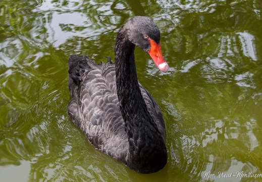 Cygne noir