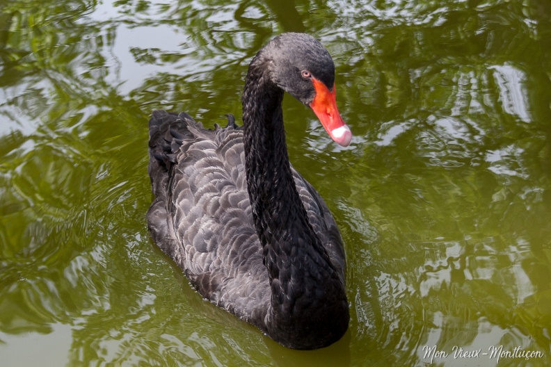 Parc Saint-Jean : cygne noir au bec orange saint-jean_parc_cygne-orange.jpg