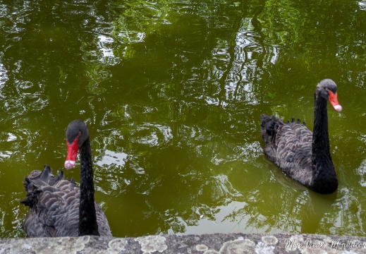 Cygnes noirs