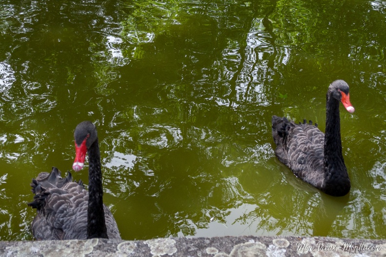 Parc Saint-Jean : le couple de cygnes noirs saint-jean_parc_cygnes.jpg